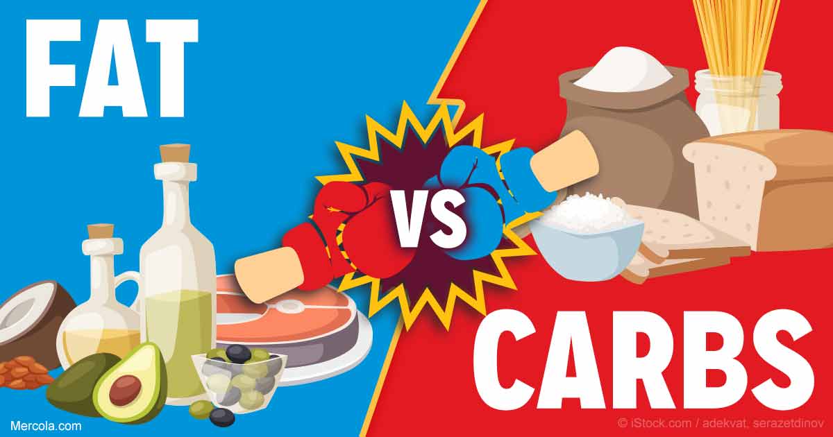 Fat vs Carbs