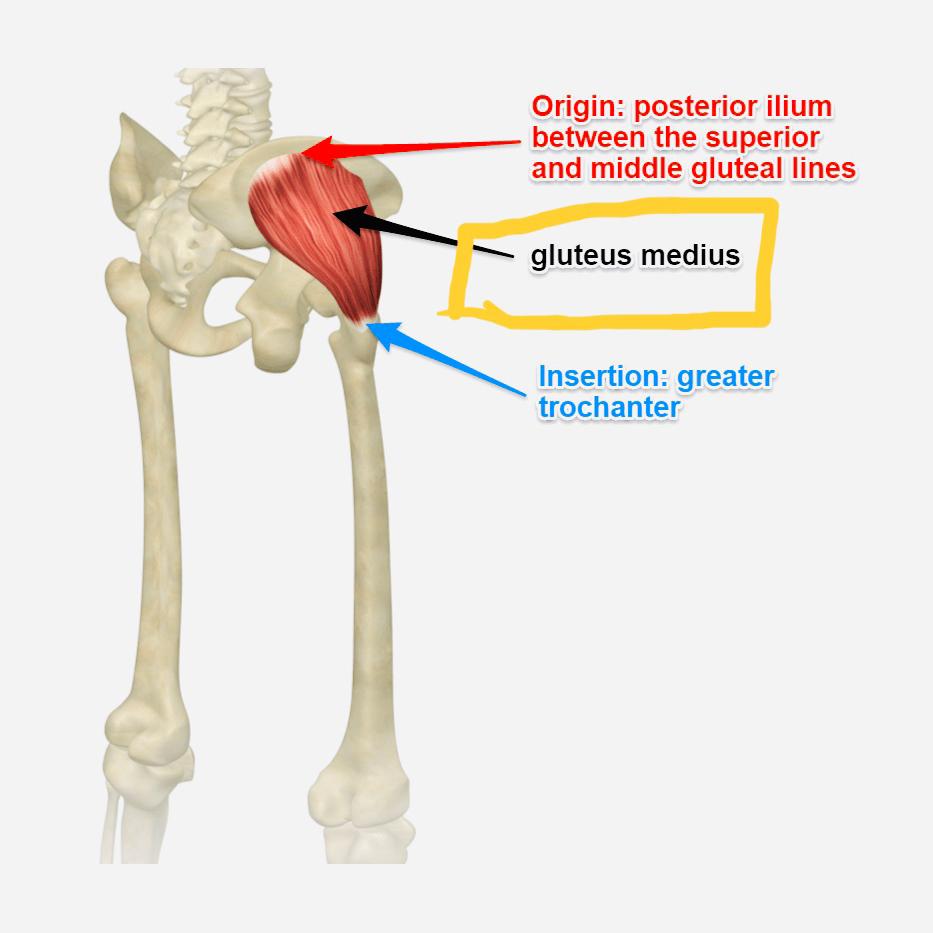 Gluteal muscle diagram